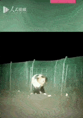 当然也有这种比较害羞的