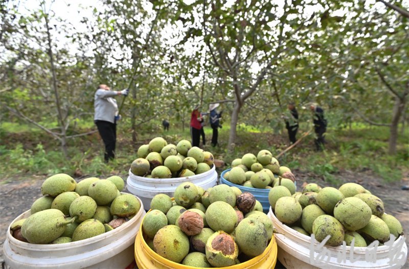 河北磁县:小核桃带动大产业