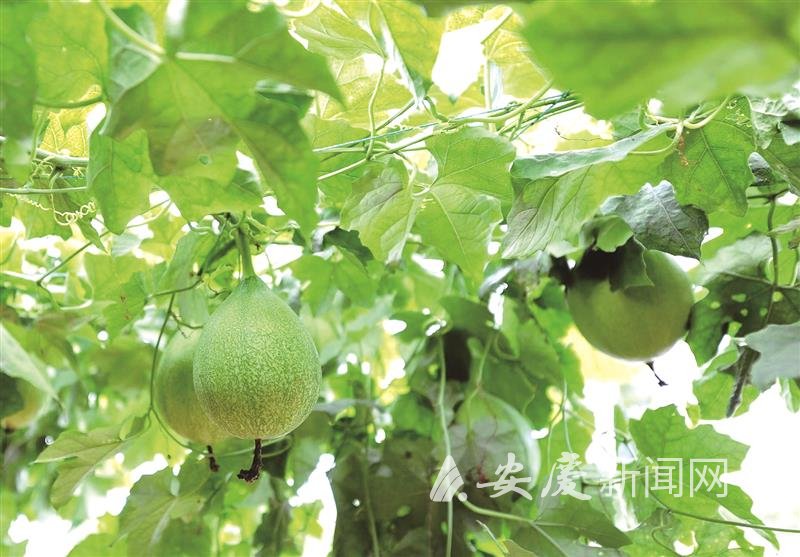 另外,潜山市充分利用瓜蒌原产地和丰富的野生资源优势,坚持品种培优