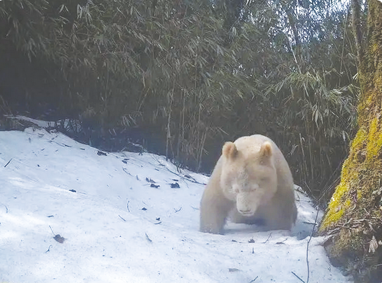&nbsp;&nbsp;&nbsp;&nbsp;白色大熊猫在雪地上行走 (四川卧龙国家级