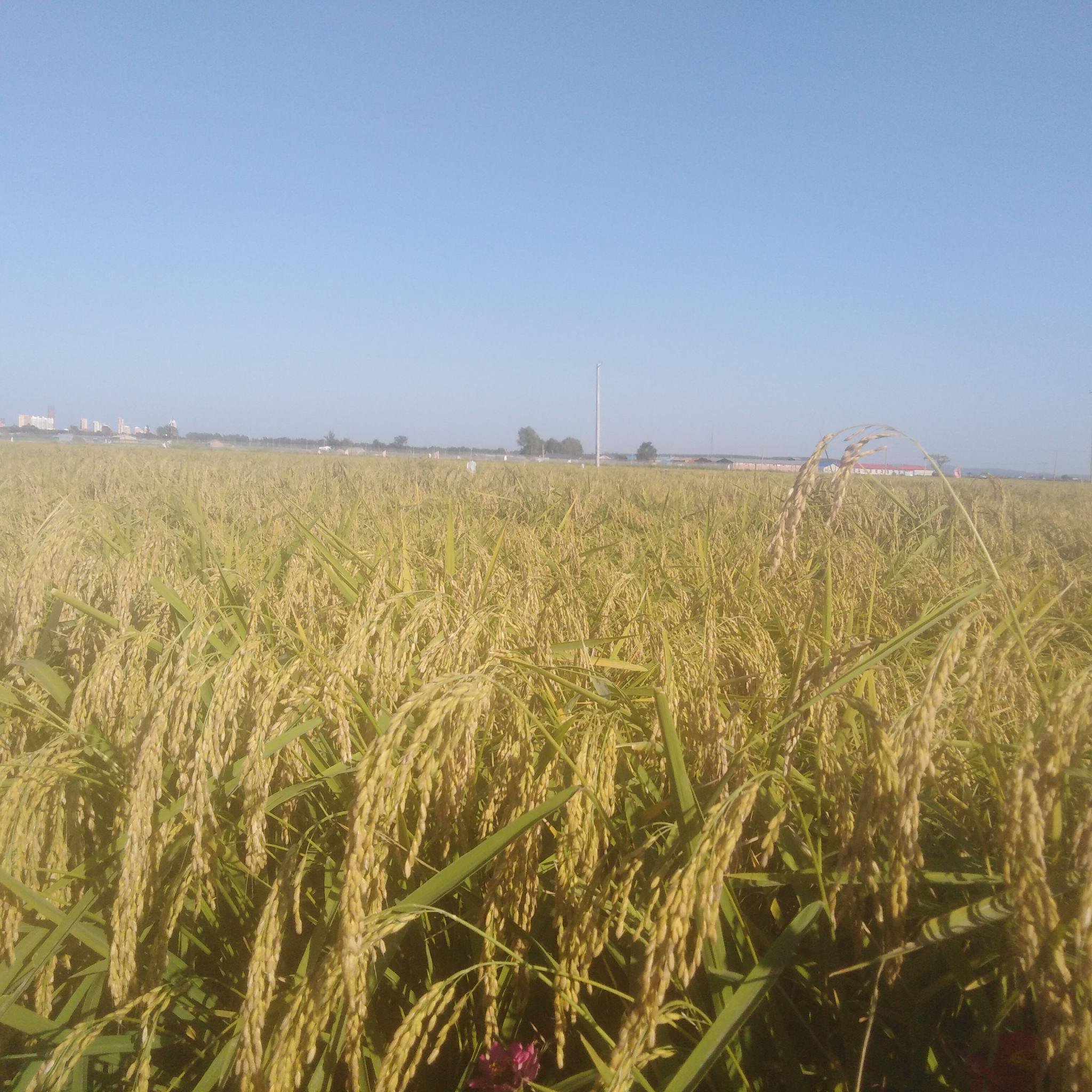 五常市五常镇莲花村的稻田