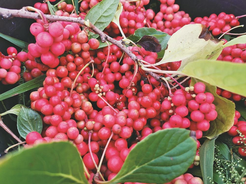 白山到长白山北坡_白山_白山到长白山大客