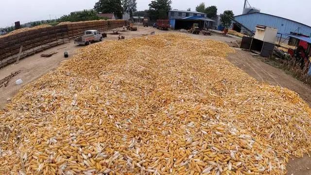 9月8日-中储粮玉米小麦拍卖结果