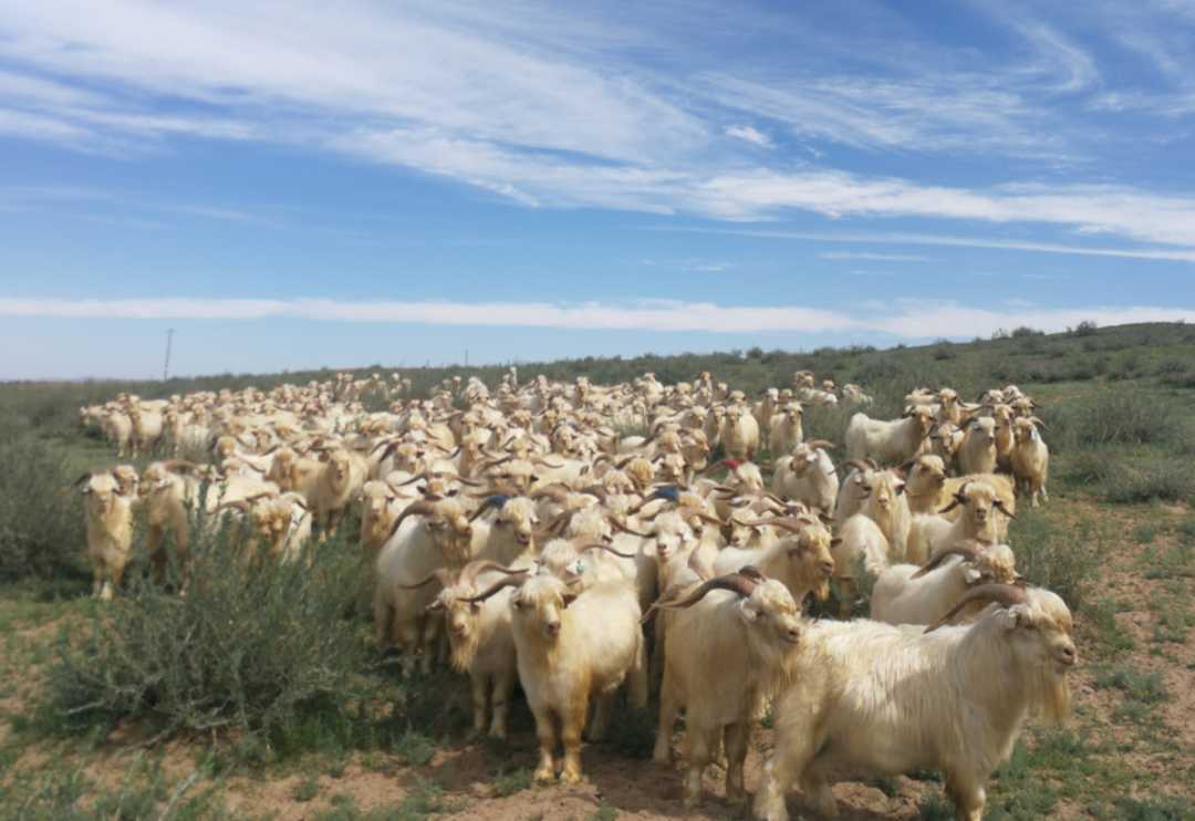 二狼山白绒山羊成为乌拉特中旗牧民致富领头羊.梁震英摄