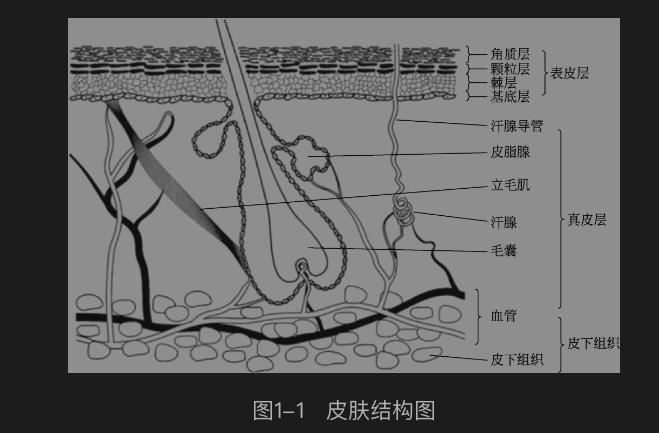 《皮肤表观生理学》皮肤结构图