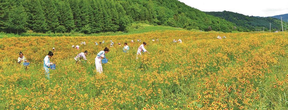 秋风渐起，白山市江源区后葫芦村的长白山雪菊又到了收获的季节。
