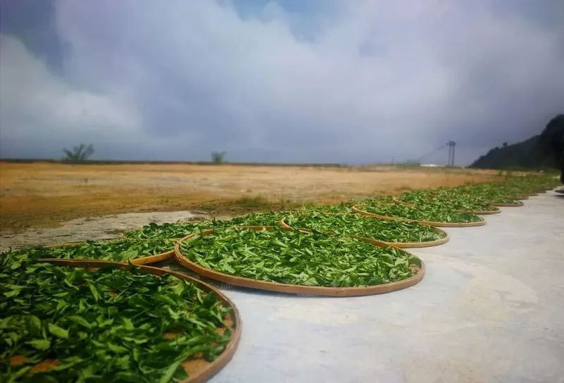 凤凰山核心产地「鸭屎香」,茶中香气天花板,一片单丛满屋香|茶叶_新浪