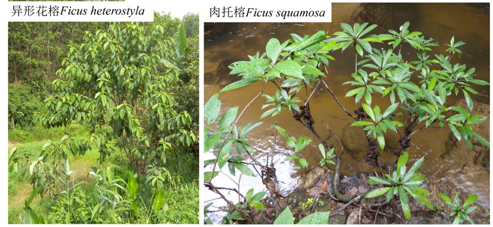 图1. 异形花榕（Ficus heterostyla）和肉托榕（Ficus squamosa） 