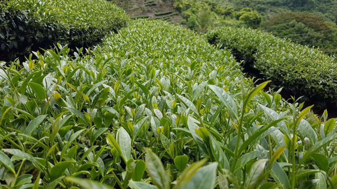 这款乌龙茶,自带高级奶香!