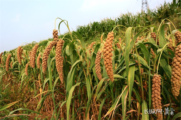 武安:谷穗飘香收粮忙