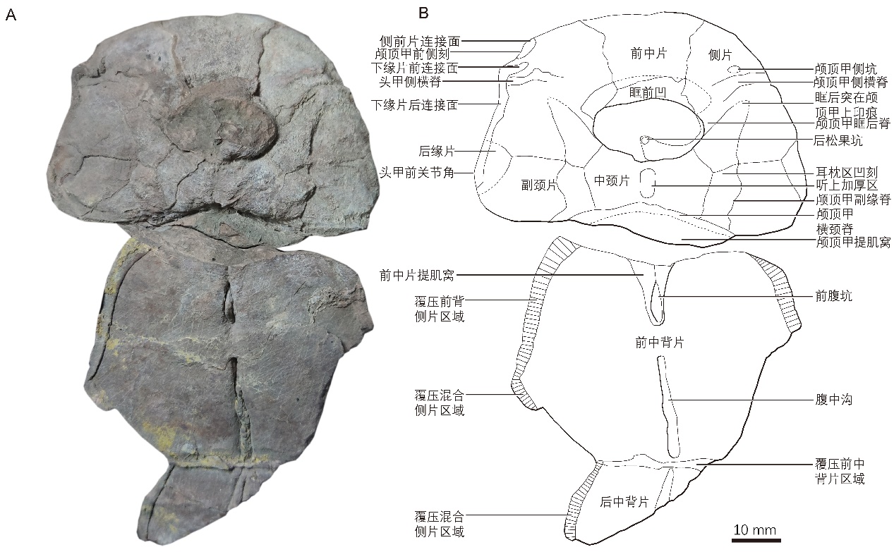 图3，中华沟鳞鱼的补充材料之一：头部与部分躯甲内模化石