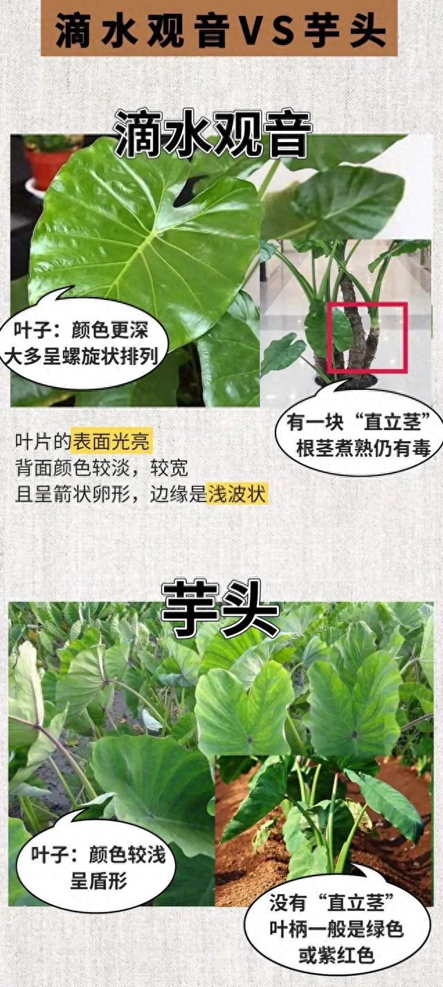 更是将"神农尝百草"的精神发挥到了极致,"发明"出了滴水观音的各种"