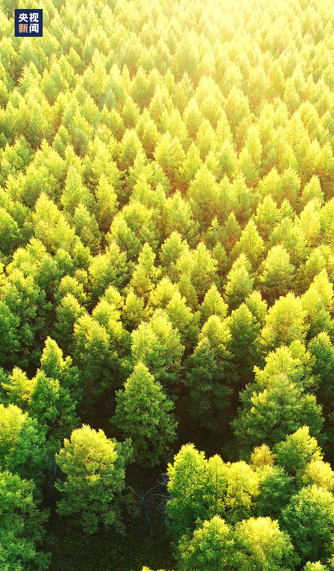 大兴安岭林区松林秋景