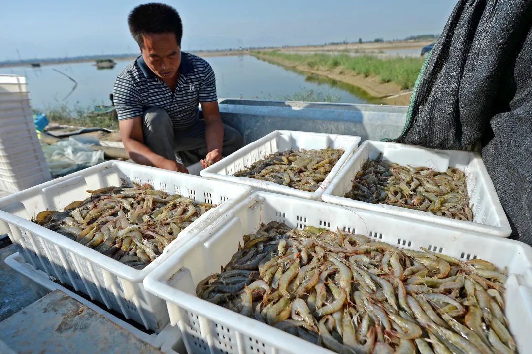 贺兰县南美白对虾出塘上市.许凌摄