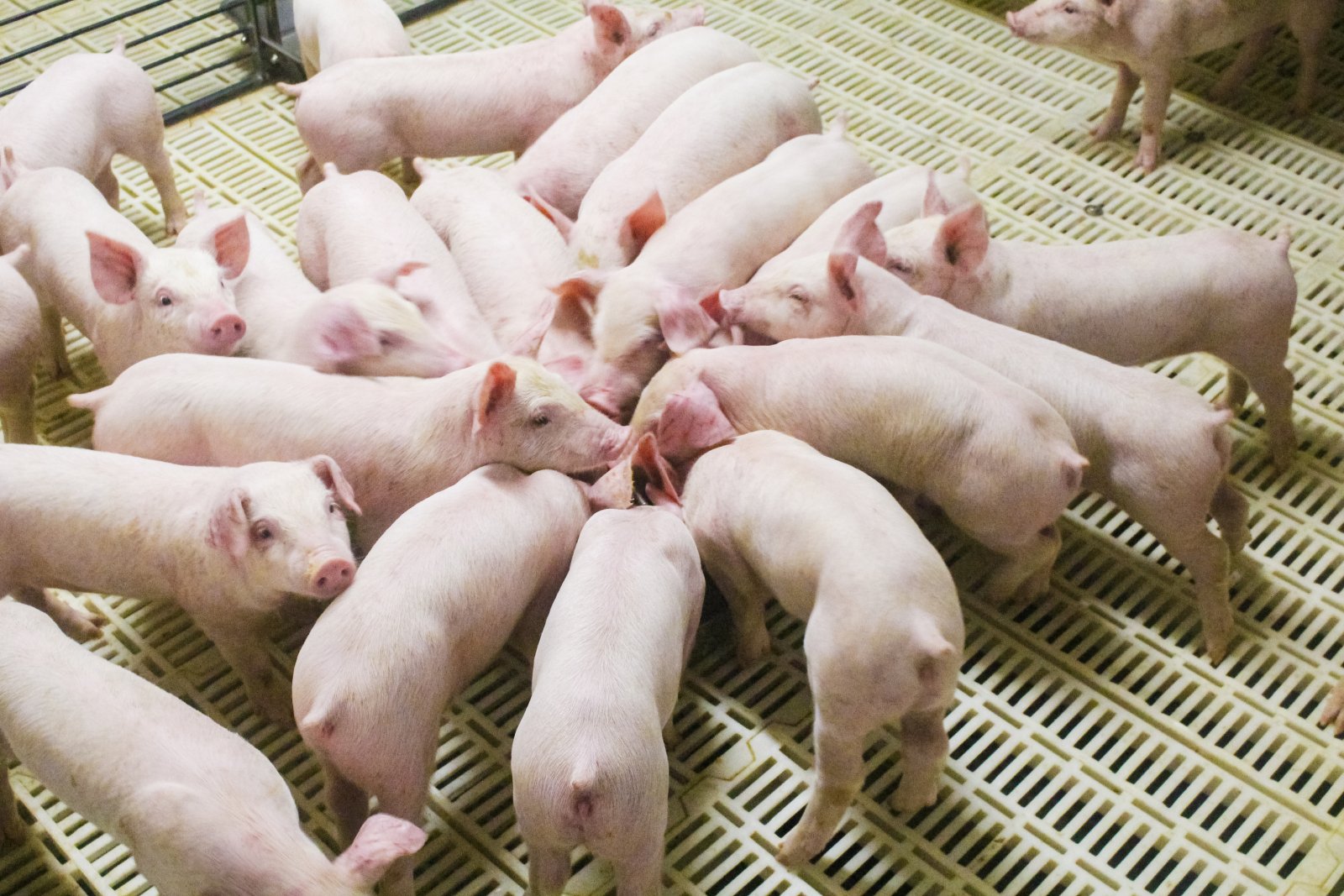 本周牧原仔猪价格：江苏、安徽、山东、河北、河南 6kg基础价550元头超重15元kg15kg基础价685元头超重15元kg宜昌伊乐草双阴外三元6kg报价570元头15kg700元头超重15元kgU8国际- U8国际官方网站- U8体育APP下载