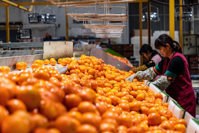 广西一水果生产基地在分拣国产沃柑. 受访者供图