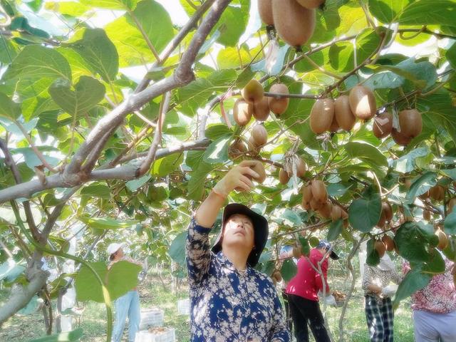 陕西省周至县猕猴桃果农. 受访者供图