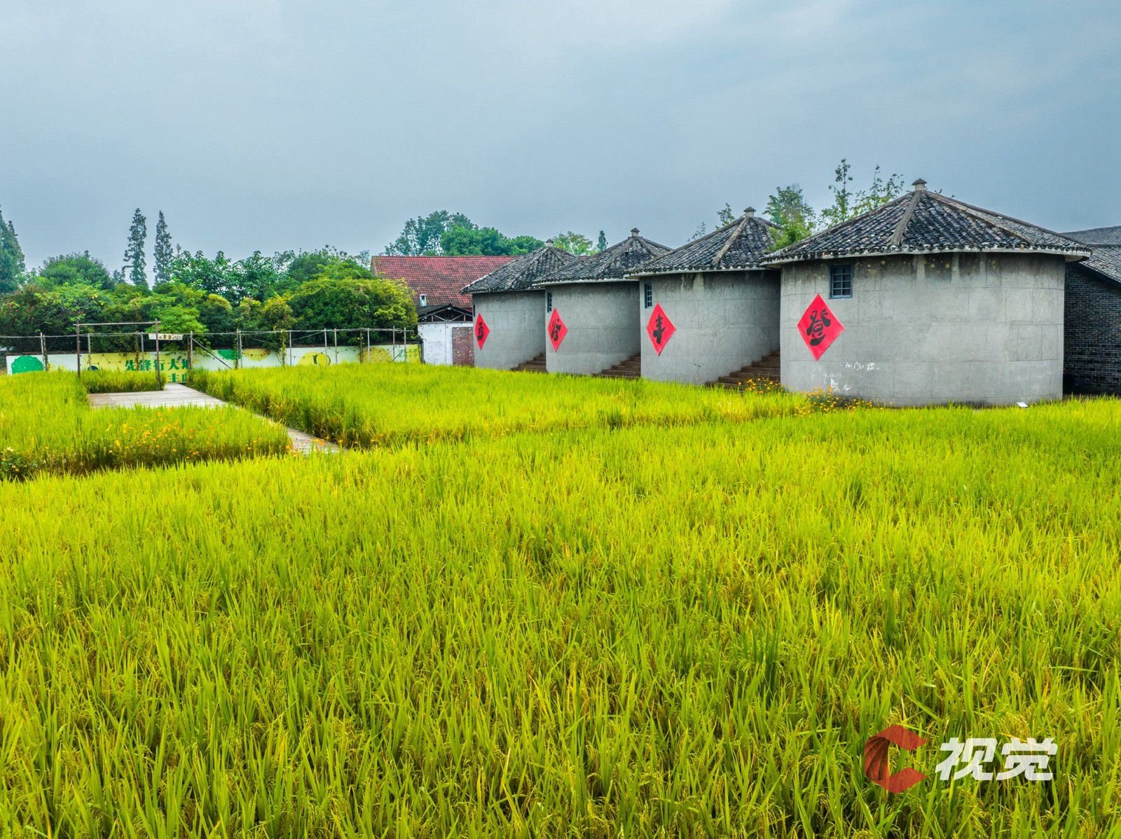 9月9日,在彭州九尺镇的积谷仓,看见金色稻海.