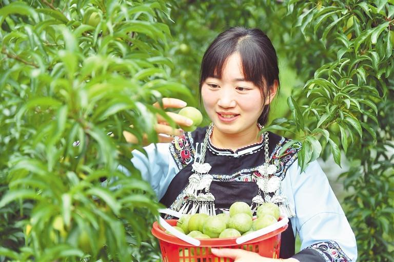 镇宁蜂糖李. 旷光彪 摄