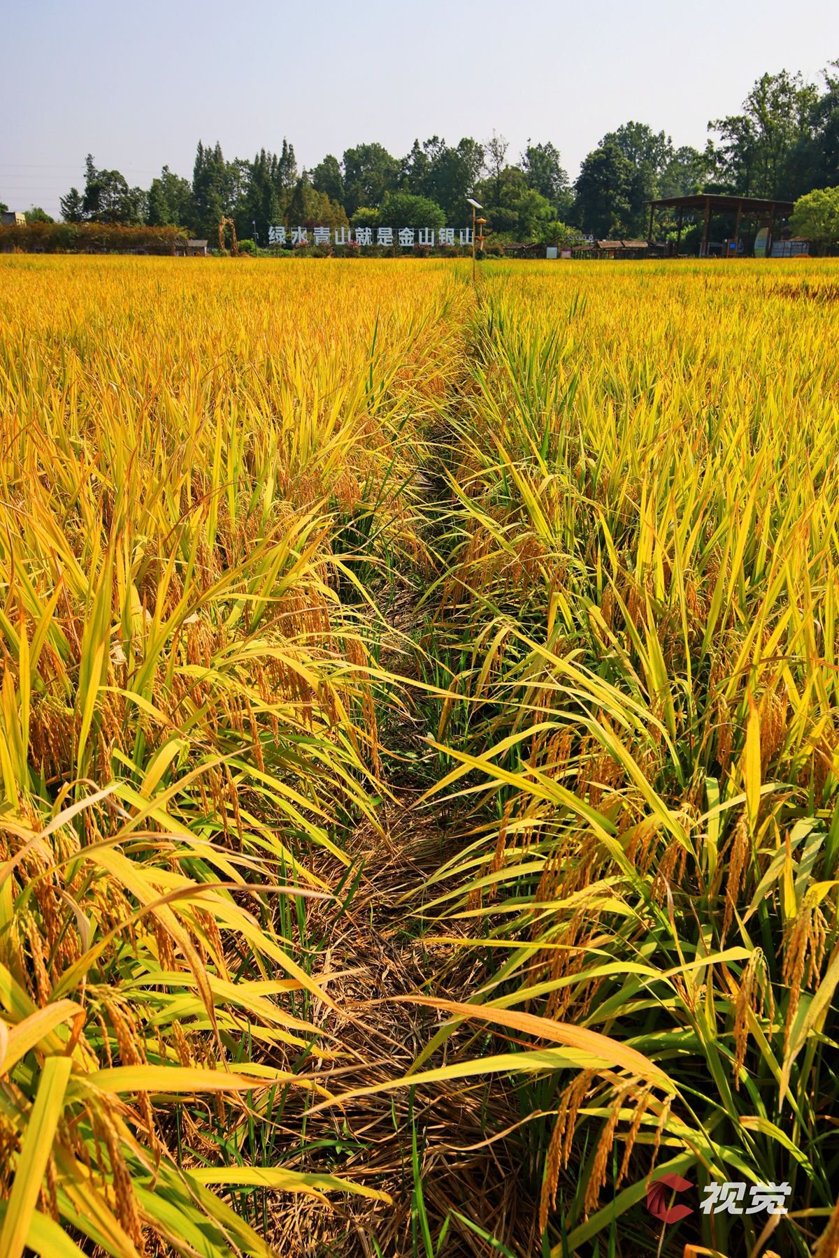 9月4日,成都市温江区万春和林村优良稻田金色满园,收割忙不停.