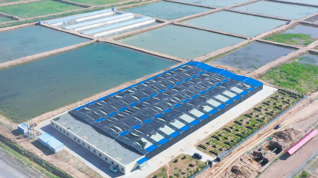 海南区巴音陶亥镇一棵树村盐碱水南美白对虾养殖基地.马蓉摄