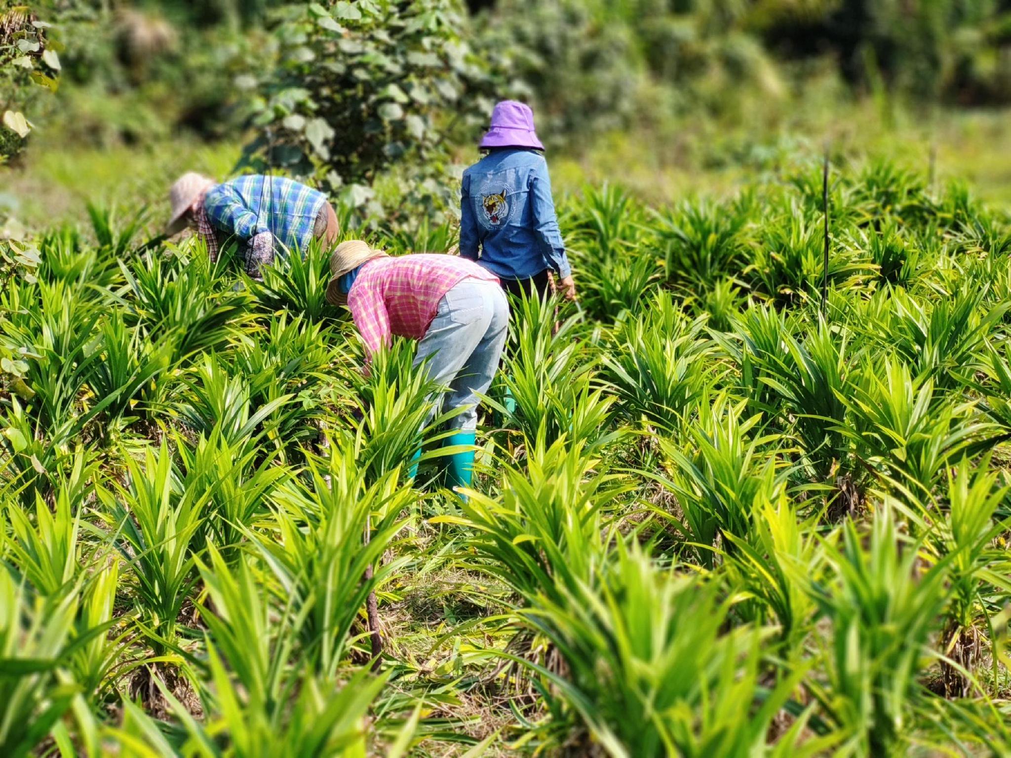 桥北村斑兰种植基地正在收割斑兰叶.记者 张野 摄