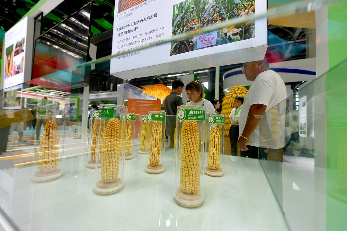 包括"京科968"在内的多个玉米品种在大会上进行展览展示.记者 常鸣/摄