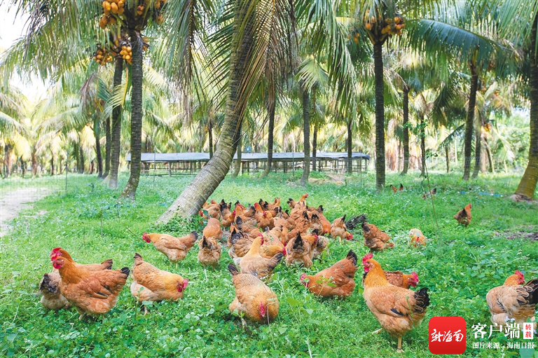 潭牛文昌鸡打造文昌鸡产业海南样板