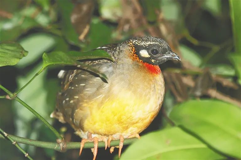 海南山鹧鸪.卢刚 摄(图源海南周刊)
