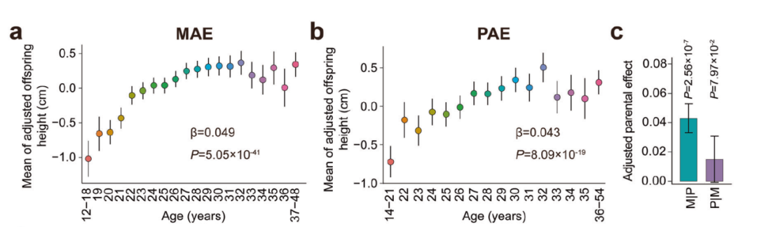 图2 母亲和父亲的年龄与后代成年后身高呈正相关