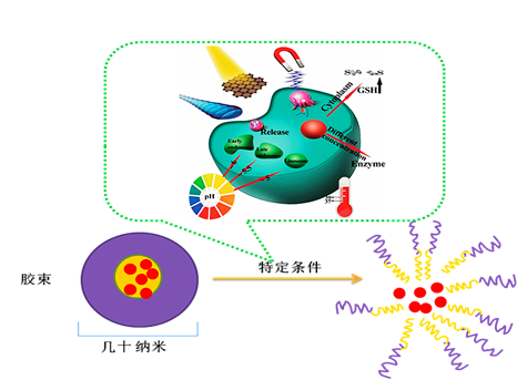 1:聚合物胶束在不同物理,化学刺激下,引发药物释放的示意图