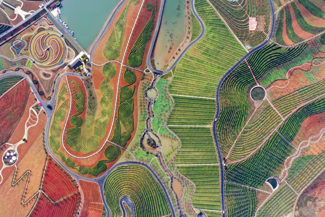 风景如画的安化县茶乡花海景区.湖南日报全媒体记者 郭立亮 摄