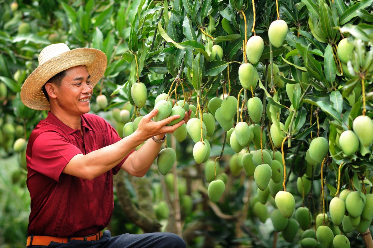 芒果丰收,果农笑开颜.周金鹏 摄