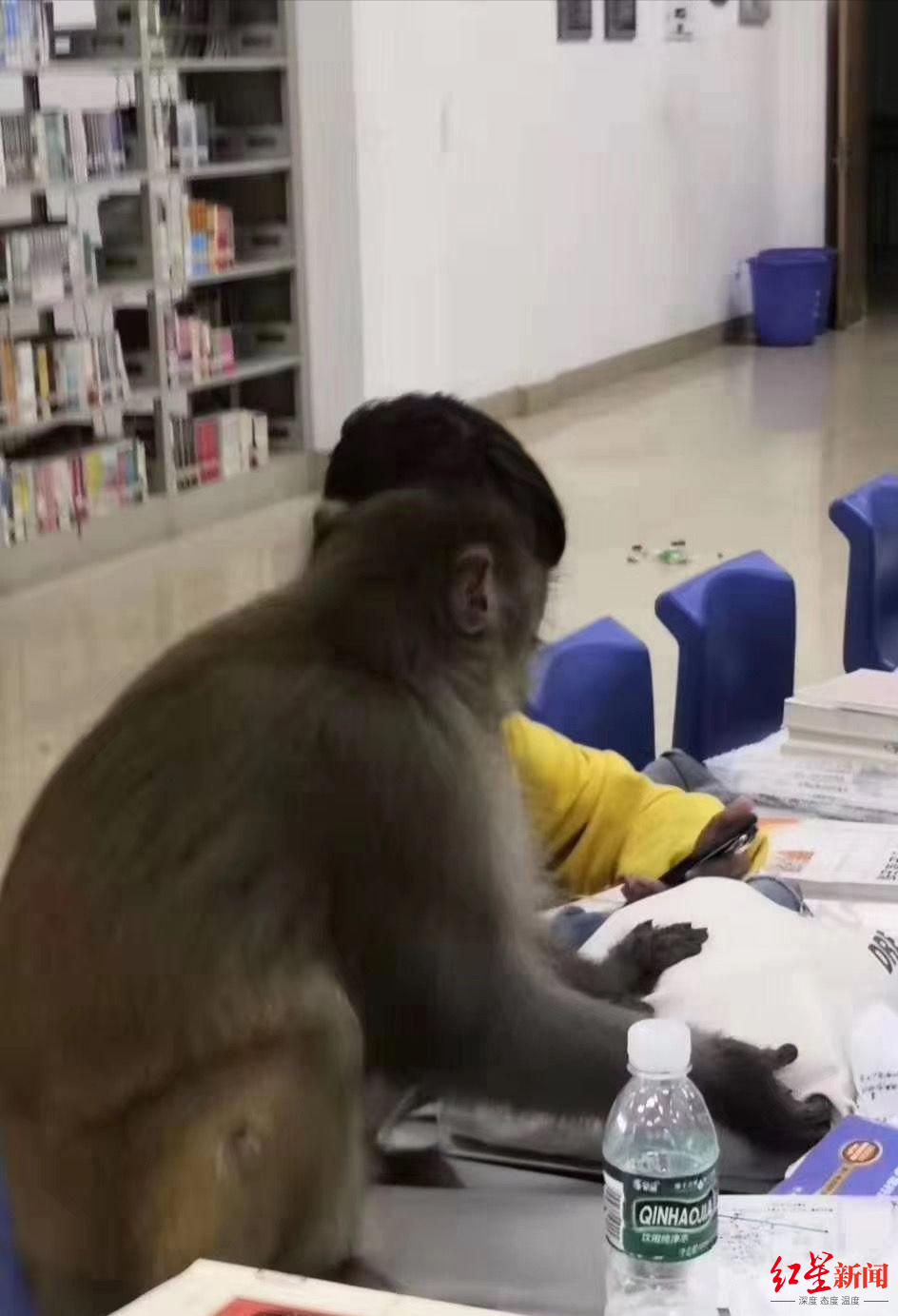 ▲泸山猴子到山下高校图书馆滋扰