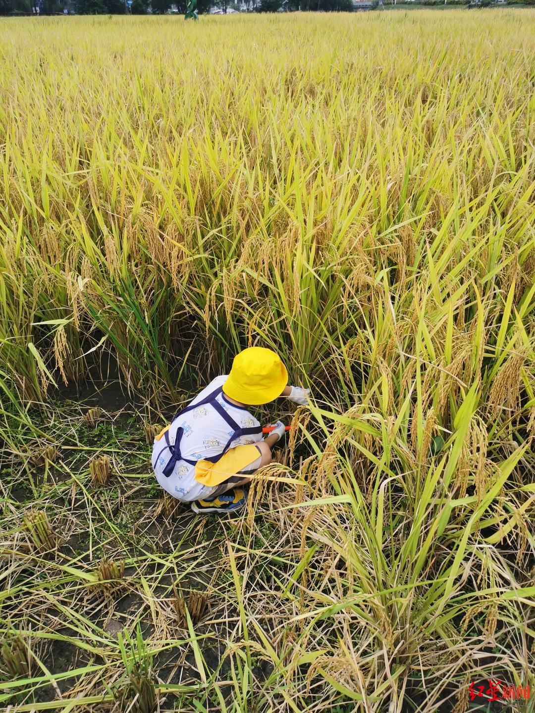 ▲小朋友在稻田里割水稻