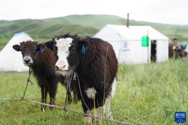 省黄南藏族自治州河南蒙古族自治县多松乡多松村拍摄的两只牦牛牛犊