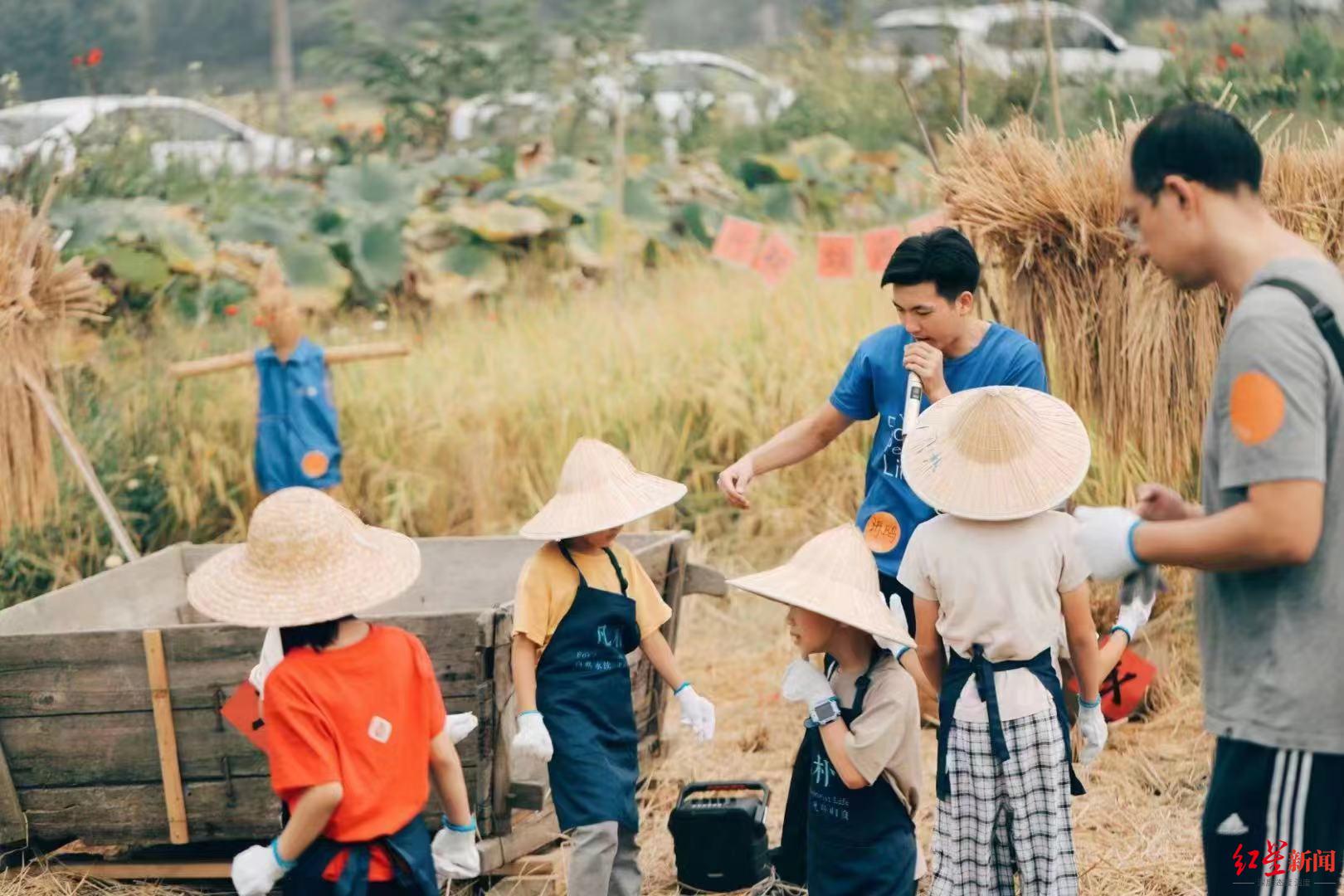 ▲亲子团老师给孩子们指导如何收割水稻