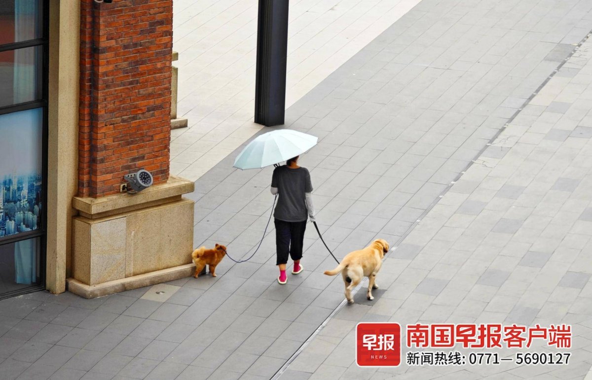 9月14日,南宁一市民在广场遛狗休闲.