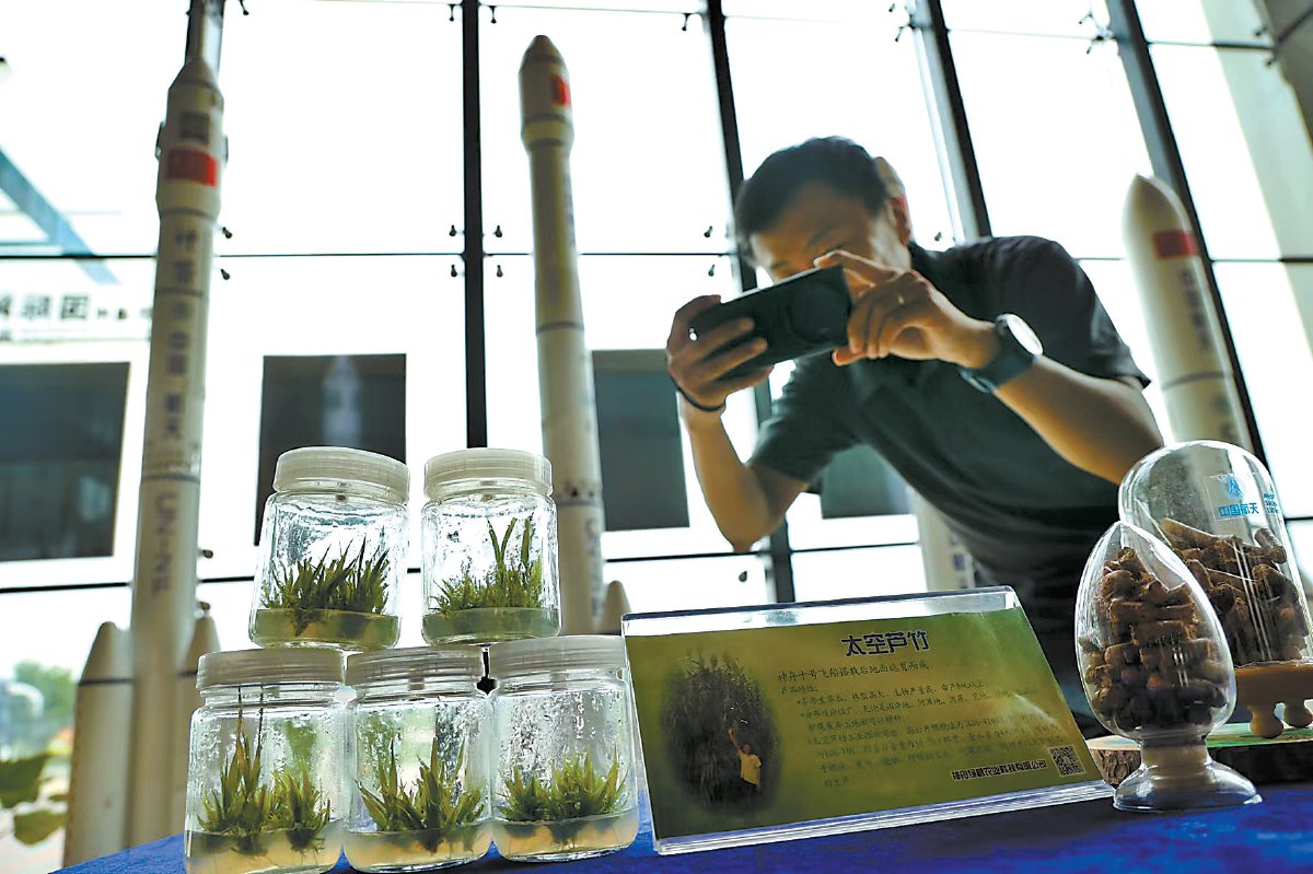 小型无籽西瓜"京玲""京珑"种子销往西班牙等欧美发达国家,成为引领