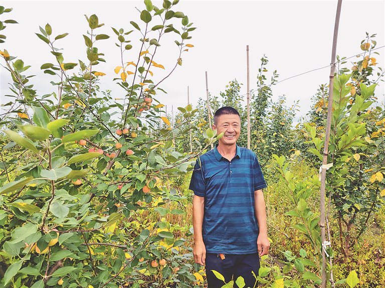 李长文和丰收的龙丰果树.