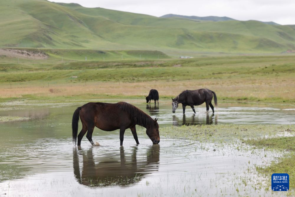 青海省黄南藏族自治州河南蒙古族自治县多松乡多松村拍摄的三匹河曲马