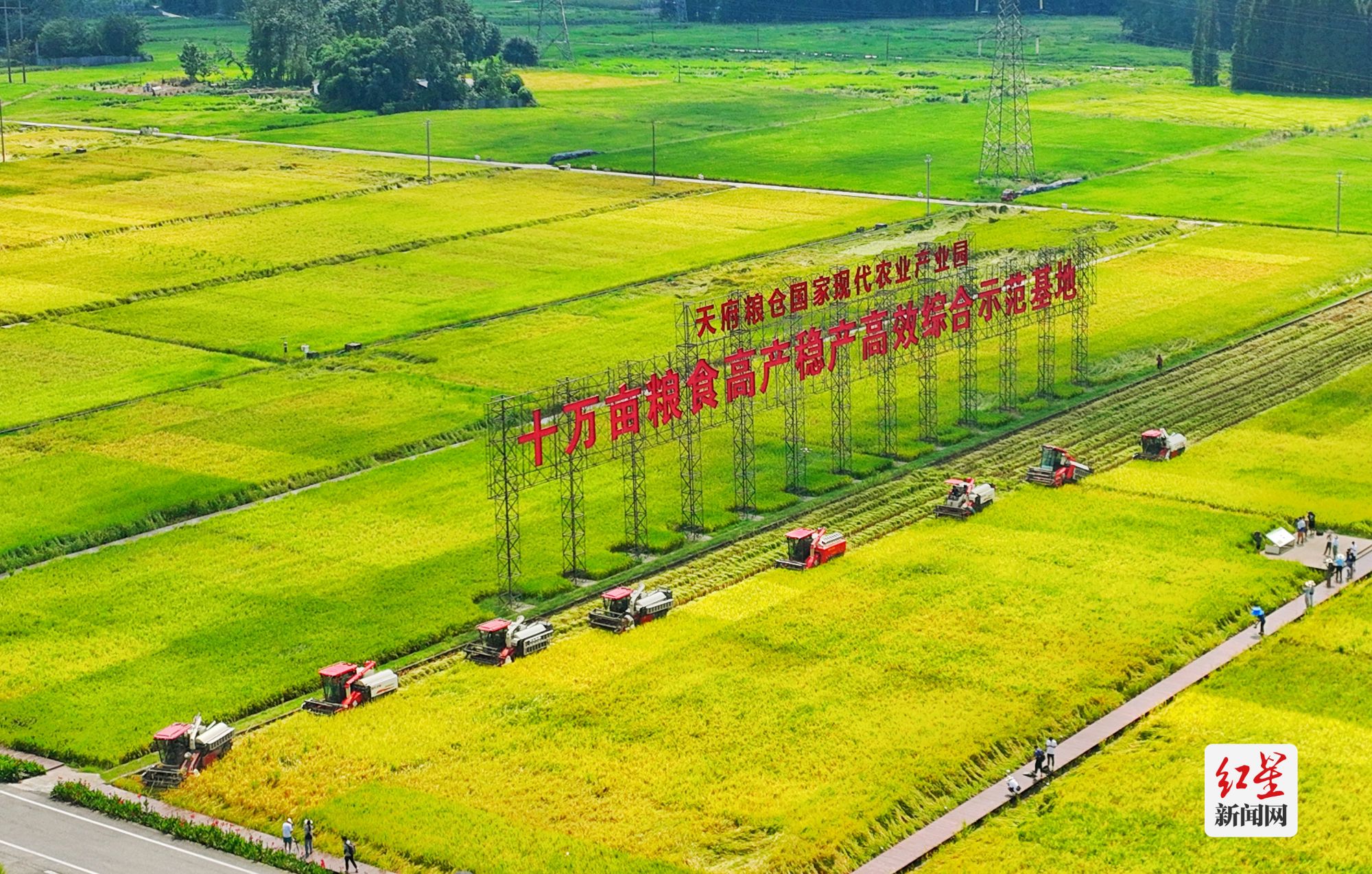 收割机在稻田内作业,抢收秋粮