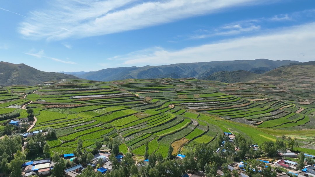 甘肃漳县:药材飘香富农家|甘肃省_新浪财经_新浪网