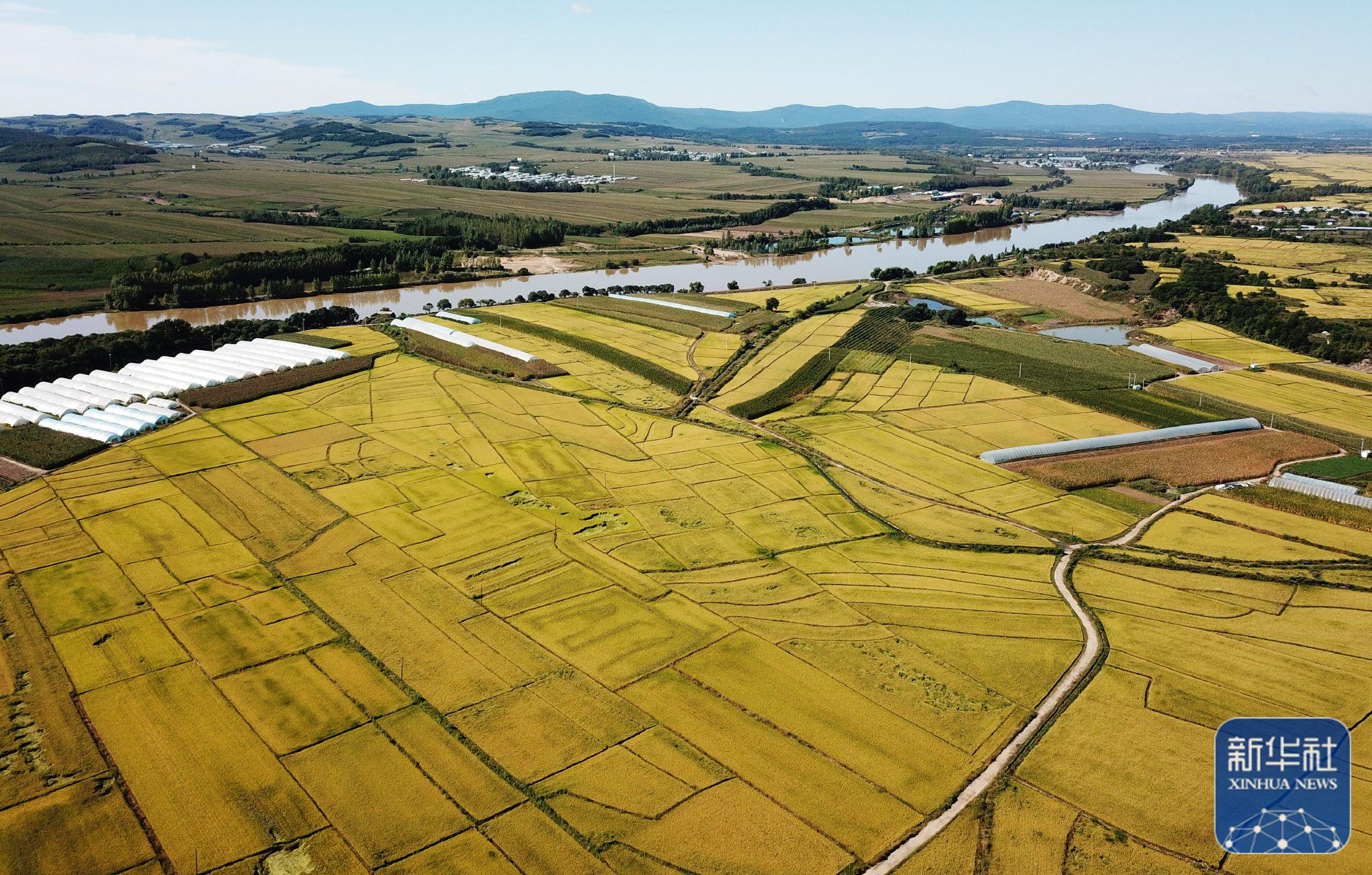 黑龙江宁安:金色稻田 丰收在望|黑龙江省_新浪财经_新浪网