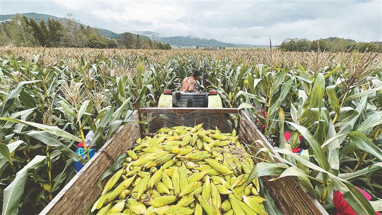 玉米装车.本报记者 李健摄