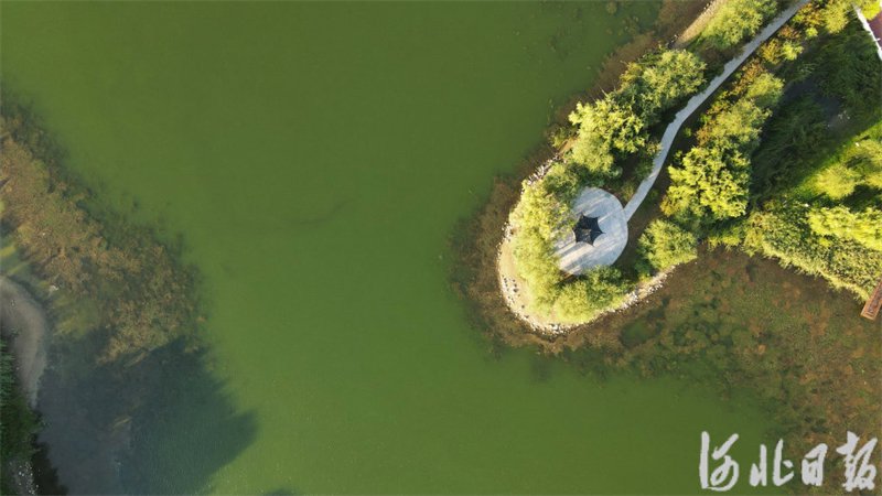 9月13日,俯瞰邢台市任泽区大陆泽国家湿地公园一角.