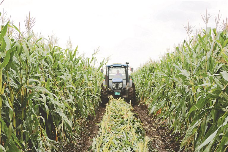 北大荒集团云山农场有限公司第二管理区玉米收获。 李会摄