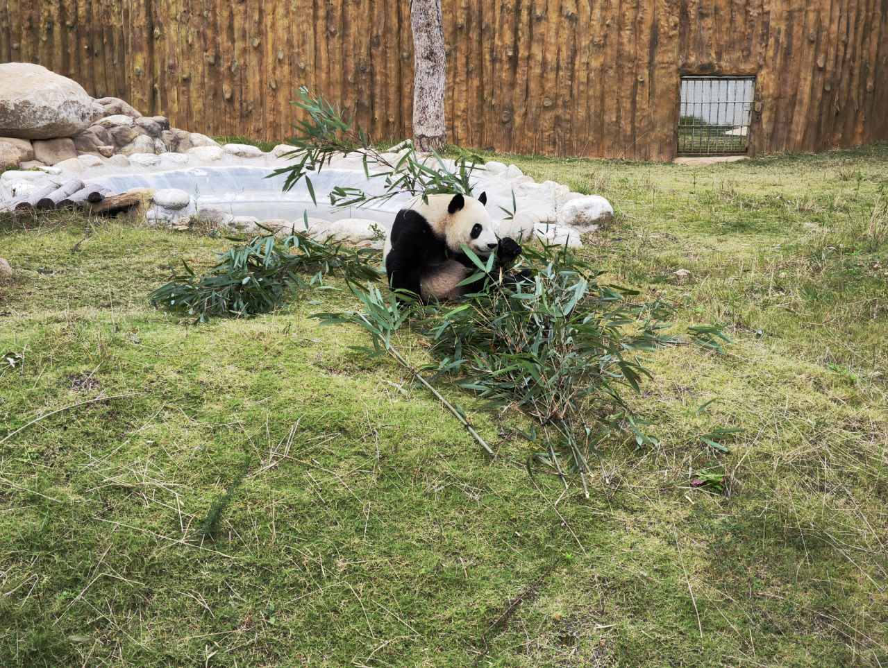 (图说:大熊猫佳佳在吃巴山木竹)