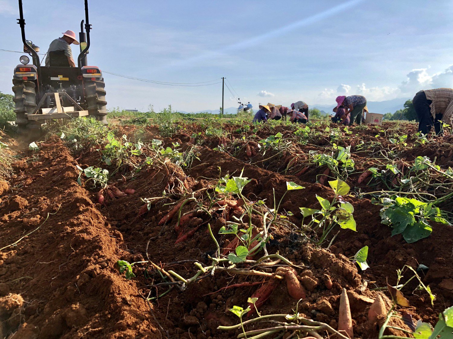 广西富川县3万余亩红薯喜获丰收_新浪财经_新浪网