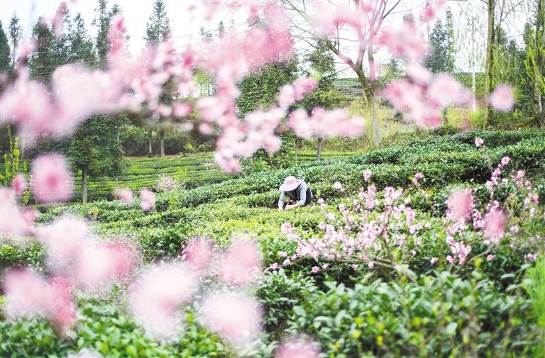 村民在晴隆县沙子镇沙子社区的茶山上采茶。 唐波 摄